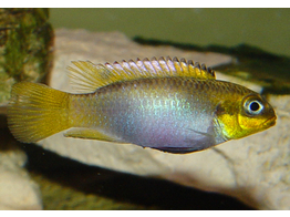 PELVICACHROMIS TAENIATUS NIGERIA RED XXL