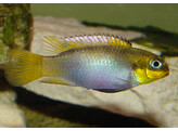 PELVICACHROMIS TAENIATUS NIGERIA RED XXL