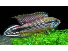 APISTOGRAMMA AGASSIZII ALENQUER REDTAIL 3-4