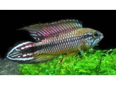 APISTOGRAMMA AGASSIZII ALENQUER REDTAIL 3-4