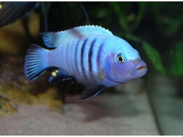 CYNOTILAPIA AFRA WHITE TOP LUMBAULO 3