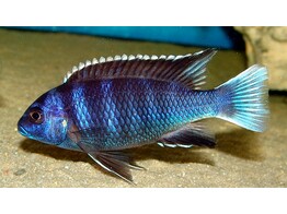 PSEUDOTROPHEUS ACEI NGARA/BLUE ACEI 4-5