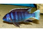 PSEUDOTROPHEUS ACEI NGARA/BLUE ACEI 4-5