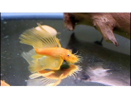 ANCISTRUS LEMON/ORANGE L 144  black eye  LONG F.3