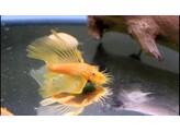 ANCISTRUS LEMON/ORANGE L 144  black eye  LONG F.3