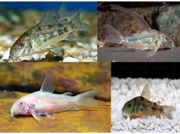 CORYDORAS PALEATUS MIX S