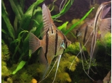 PTEROPHYLLUM PERU ALTUM XL