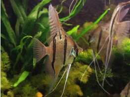 PTEROPHYLLUM PERU ALTUM XL