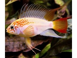 APISTOGRAMMA VIEJITA GOLD 3-4