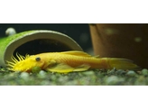 ANCISTRUS LEMON/ORANGE L 144  black eye  S