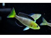 CYPRICHROMIS LEPTOSOMA JUMBO TRICOLOR ZAMBIA  4-5