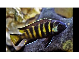 PSEUDOTROPHEUS ELONGATUS CHAILOSI 4