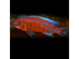 LABEOTROPHEUS TREWAVASAE SUPER ORANGE 4