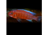 LABEOTROPHEUS TREWAVASAE SUPER ORANGE 4