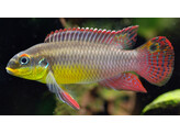 PELVICACHROMIS TAENIATUS MOLIVE XL