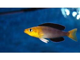 CYPRICHROMIS LEPTOSOMA YELLOW HEAD XL