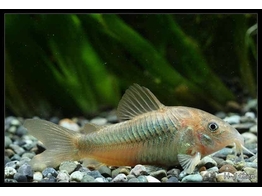 CORYDORAS AENEUS XL