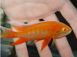 AULONOCARA EURECA SUPER RED ALBINO 6-7