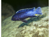 MELANOCHROMIS PERILEUCOS 4