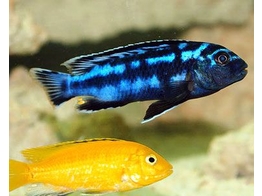 MELANOCHROMIS JOHANNII RED TOP 5-6