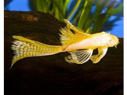 ANCISTRUS GOLD LONG FIN XL - 6cm