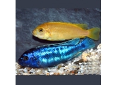 MELANOCHROMIS JOHANNII XXL