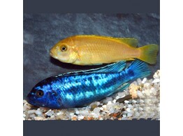 MELANOCHROMIS JOHANNII XXL