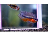 APISTOGRAMMA ELIZABETAE RED 2-2 5