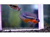 APISTOGRAMMA ELIZABETAE RED 2-2 5