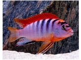 LABIDOCHROMIS HONGI RED TOP 8-10