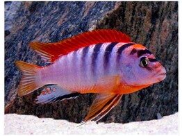 LABIDOCHROMIS HONGI RED TOP 8-10