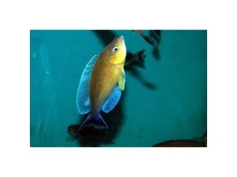 CYPRICHROMIS LEPTOSOMA JUMBO TURQUISE FLAME 3