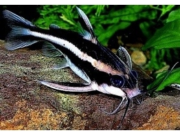 PLATYDORAS COSTATUS 6