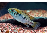 APISTOGRAMMA ALACRINA 3-4