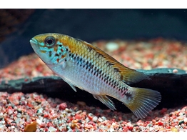 APISTOGRAMMA ALACRINA 3-4