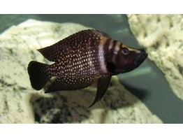 ALTOLAMPROLOGUS CALVUS BLACK PEARL 3