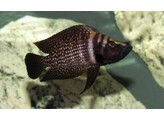 ALTOLAMPROLOGUS CALVUS BLACK PEARL 3