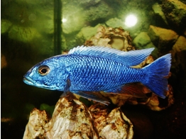 SCIAENOCHROMIS FRYERI MALERI ISLAND 5 5-7