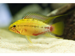 APISTOGRAMMA HONGSLOI GOLD 3-4