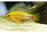 APISTOGRAMMA HONGSLOI GOLD 3-4