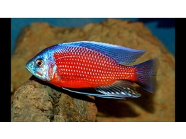 COPADICHROMIS BORLEYI RED FIN 5-6