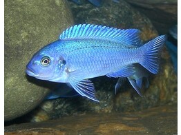 PSEUDOTROPHEUS ZEBRA COBALT 7