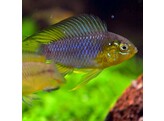 APISTOGRAMMA BORELLII 3-3 5