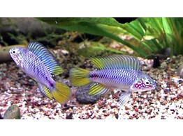 APISTOGRAMMA SP. OPAL L