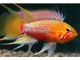 APISTOGRAMMA HONGSLOI III SUPER RED 3-3 5