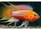 APISTOGRAMMA HONGSLOI III SUPER RED 3-3 5