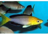 CYPRICHROMIS LEPTOSOMA JUMBO KIPILI GOLDHEAD 4-5