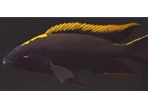 OTOPHARYNX LITHOBATES BLACK ORANGE 4-5