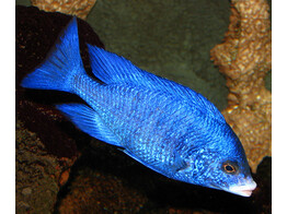 PLACIDOCHROMIS PHENOCHILUS MDOKA WHITE LIPS 4-5