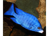 PLACIDOCHROMIS PHENOCHILUS MDOKA WHITE LIPS 3